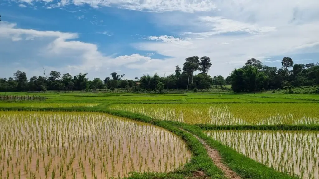 rice farms in laos beginning of raining season laos travel guid