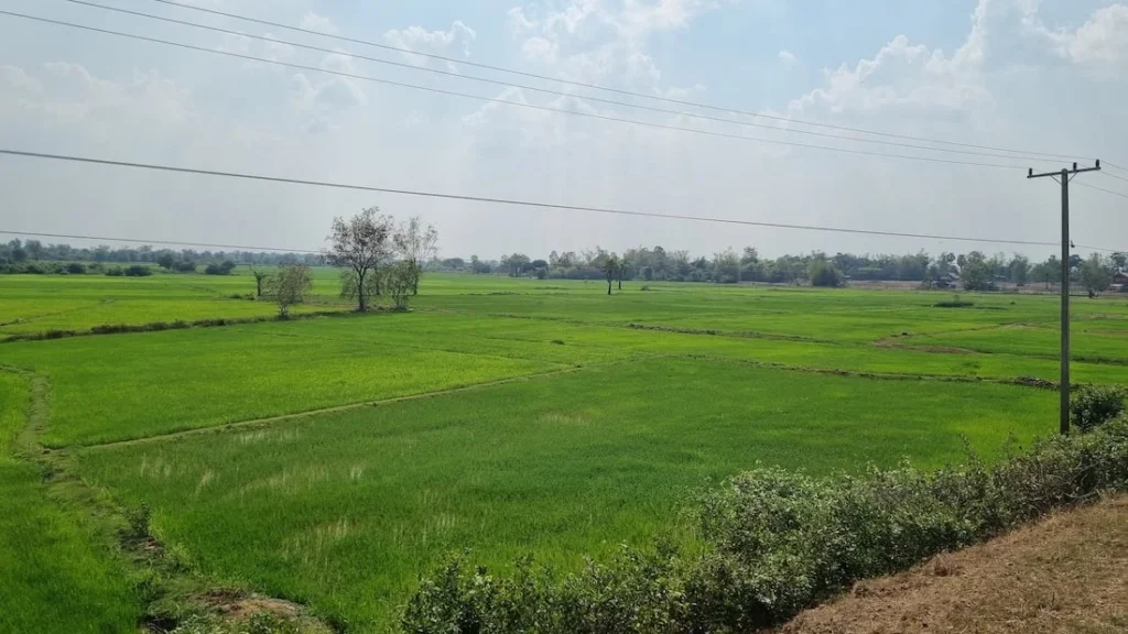 green-rice-fields-champhone-wetlands