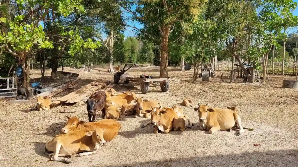many cows in rural laos staying in the sun