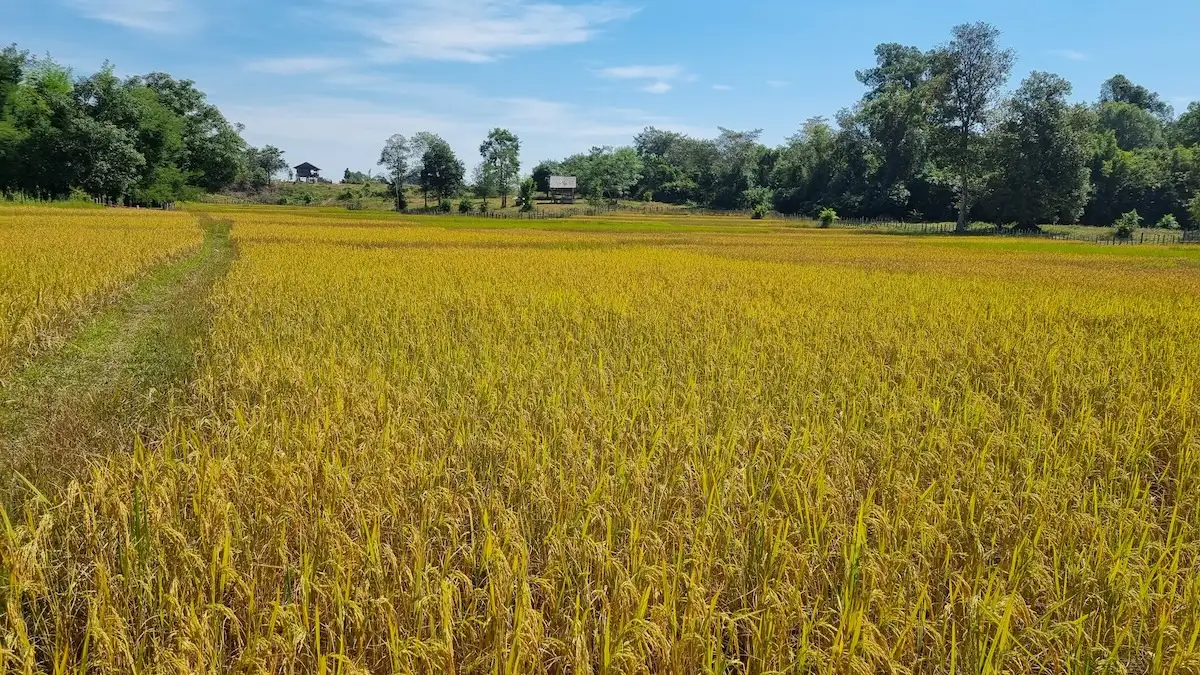 golden-yellow-rice-farm-november-laos