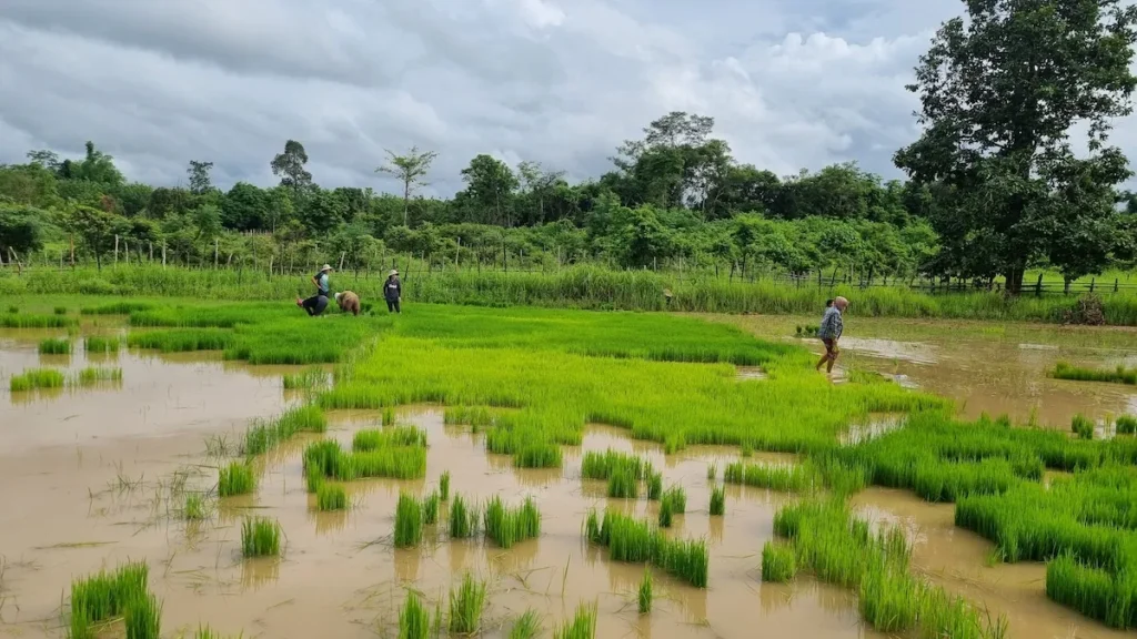 green-rice-field-laos-raining-season-best-time-to-visit-laos