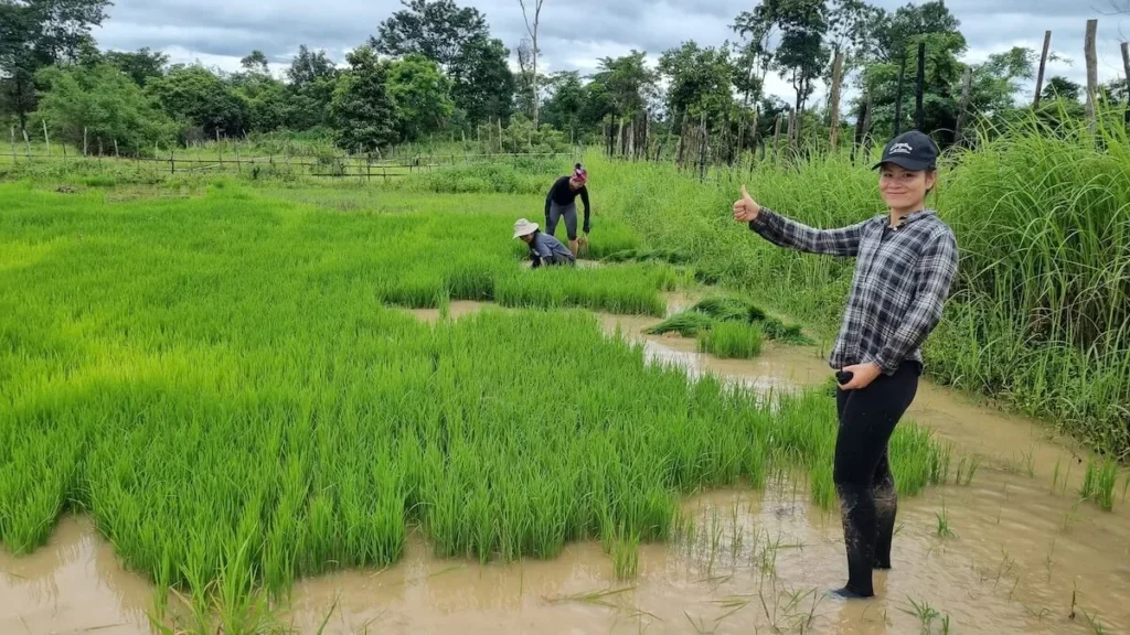 sticky-rice-cultivation-laos-rice-field