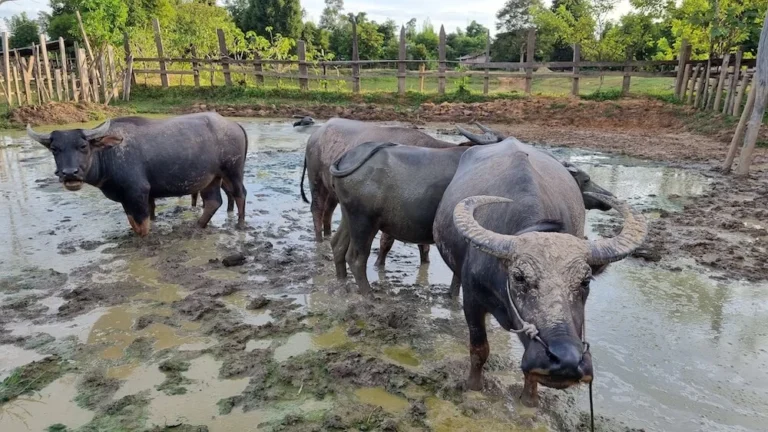 water-buffaloes-rural-laos