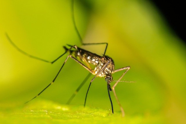 mosquito-borne-diseases-laos