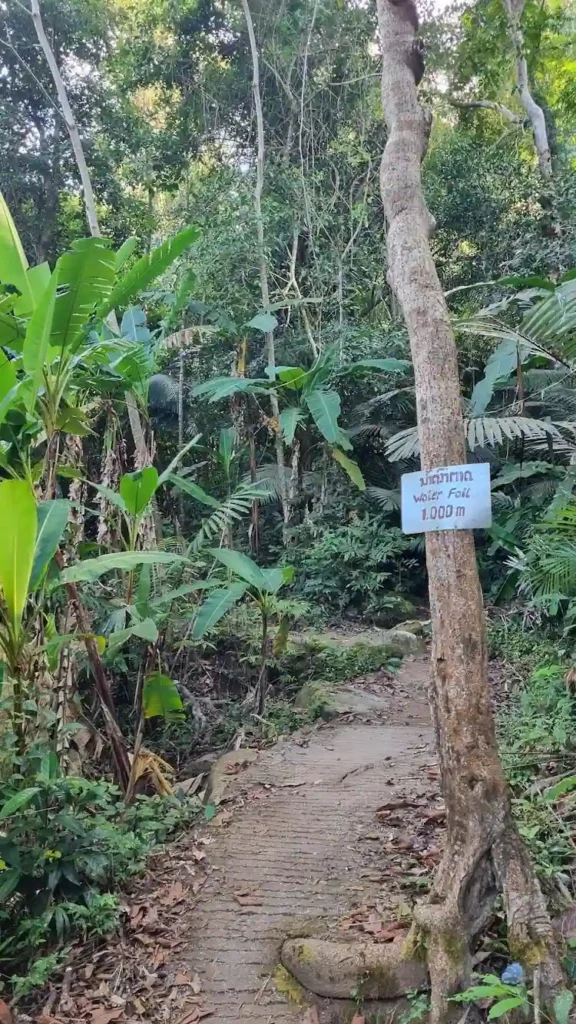 jungle trail to xieng lue waterfall near xe bang fai cave